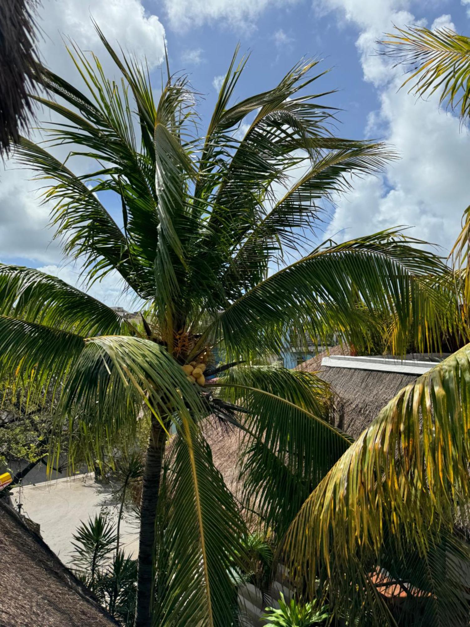 Kin Ha Tulum Hotel Exterior foto
